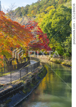 Autumn leaves at the Yamashina Canal (Lake Biwa Canal) - A tree-lined path of autumn leaves 121280836