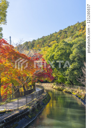 Autumn leaves at the Yamashina Canal (Lake Biwa Canal) - A tree-lined path of autumn leaves Autumn leaves at the Yamashina Canal (Lake Biwa Canal) - A tree-lined path of autumn leaves 121280837