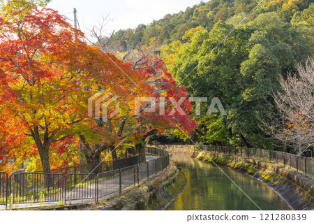 Autumn leaves at the Yamashina Canal (Lake Biwa Canal) - A tree-lined path of autumn leaves 121280839