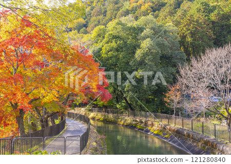 Autumn leaves at the Yamashina Canal (Lake Biwa Canal) - A tree-lined path of autumn leaves Autumn leaves at the Yamashina Canal (Lake Biwa Canal) - A tree-lined path of autumn leaves 121280840