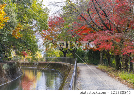 山科運河(琵琶湖運河)的秋葉 秋葉大道 山科運河(琵琶湖運河)的秋葉 秋葉大道 121280845