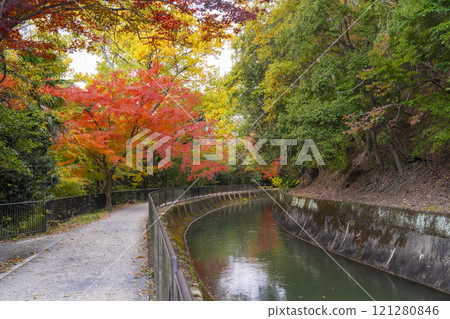 Autumn leaves at the Yamashina Canal (Lake Biwa Canal) - A tree-lined path of autumn leaves Autumn leaves at the Yamashina Canal (Lake Biwa Canal) - A tree-lined path of autumn leaves 121280846