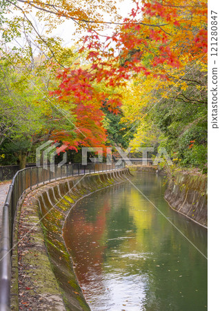 Autumn leaves at the Yamashina Canal (Lake Biwa Canal) - A tree-lined path of autumn leaves Autumn leaves at the Yamashina Canal (Lake Biwa Canal) - A tree-lined path of autumn leaves 121280847