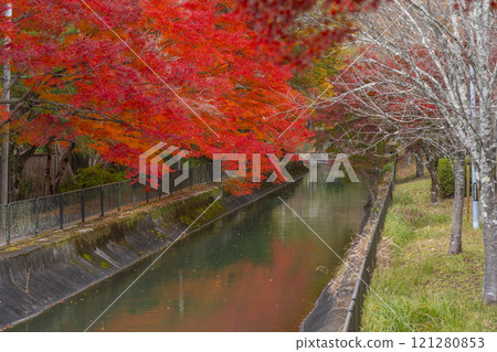Autumn leaves at the Yamashina Canal (Lake Biwa Canal) - A tree-lined path of autumn leaves 121280853