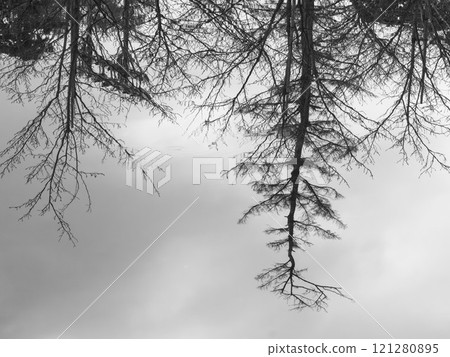 Leafless trees reflected on the mirror-like surface of the water, monochrome 03 121280895