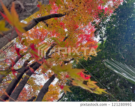 To be dyed red 121280991