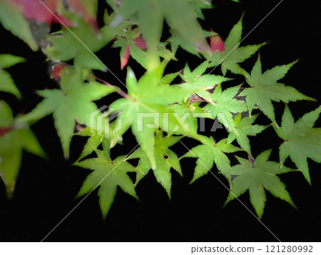 被染成紅色 121280992