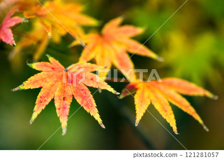 <Autumn scenery> Japanese maples at Onidake Arboretum <Autumn scenery> Japanese maples at Onidake Arboretum 121281057
