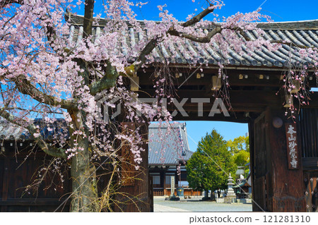 妙覺寺美麗的垂櫻（京都府京都市上京區） 121281310