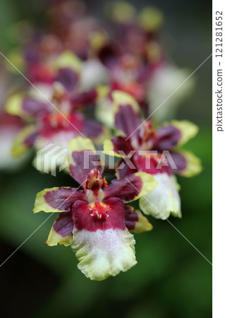 Onshidium flowers Onshidium flowers 121281652