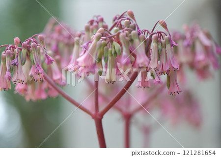 Ceylon benkei's flower 121281654