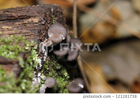Delicious wild oyster mushrooms growing on a large stump (images for observing the cap, gills and stem, strobe + macro photography) Delicious wild oyster mushrooms growing on a large stump (images for observing the cap, gills and stem, strobe + macro photography) 121281738