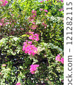 Bougainvillea 121282115