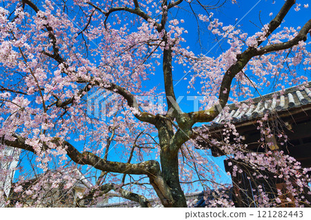 Beautiful weeping cherry blossoms at Myokakuji Temple (Kamigyo Ward, Kyoto City, Kyoto Prefecture) 121282443