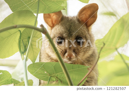 Brush-tailed Possum 121282507