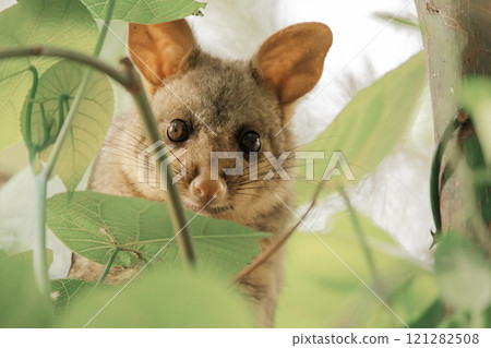 Brush-tailed Possum 121282508