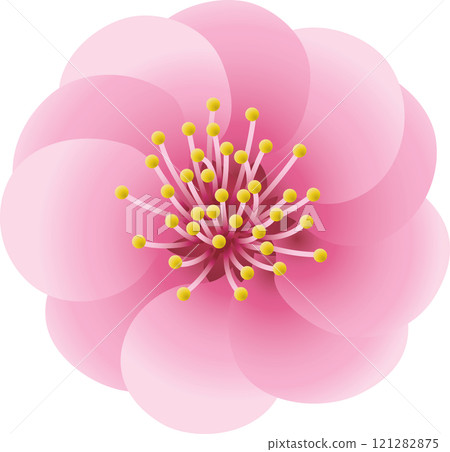 Red plum, double Red plum, double 121282875