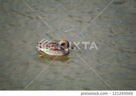 A small duck on the Yasuragi embankment of the Shinano River 121283089
