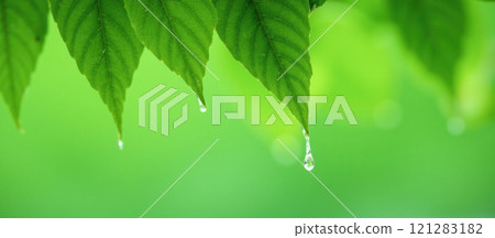 Summer banner with vibrant flowers, green leaves, sunny weather, fresh and bright scene, nature background, outdoor beauty, seasonal flora, cheerful atmosphere, sunny sky, summer vibes 121283182