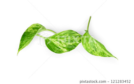 Manjula pothos plant, Epipremnum aureum leaves, Heart shaped leaves isolated on white background, with clipping path 121283452