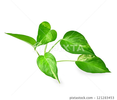 Scindapsus aureus,Marble Queen, Silver Vine, Devil's lvy. On white background. Scindapsus aureus,Marble Queen, Silver Vine, Devil's lvy. On white background. 121283453
