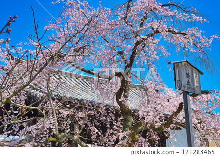 妙覺寺美麗的垂櫻（京都府京都市上京區） 121283465