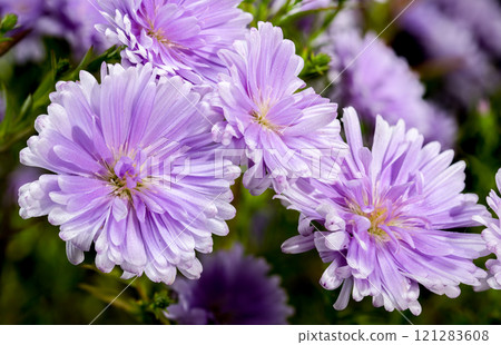 Lavender Asters on a black background 121283608