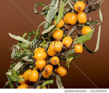 Sea Buckthorn Berries on Branch, brown background 121283619