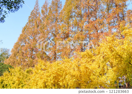 Ginkgo and fir trees on the roadside 121283663