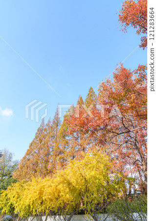 Ginkgo and fir trees on the roadside 121283664