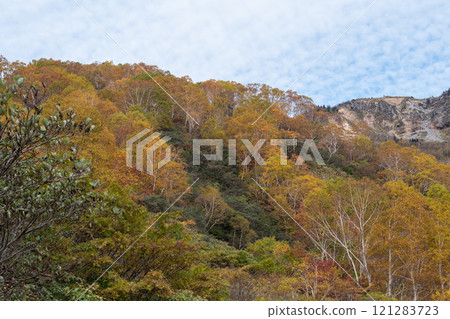 白山薩博新道的秋葉 白山薩博新道的秋葉 121283723
