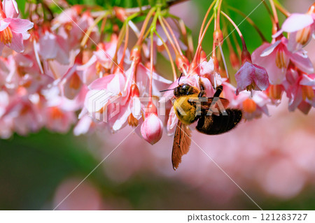 由於其響亮的身體和翅膀,它被誤解為凶猛,但它卻是令人驚訝的溫文爾雅的蜜蜂。 由於其響亮的身體和翅膀,它被誤解為凶猛,但它卻是令人驚訝的溫文爾雅的蜜蜂。 121283727
