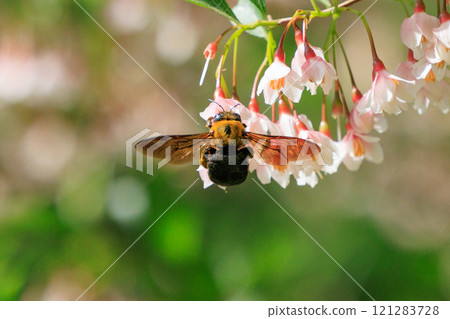 由於其響亮的身體和翅膀,它被誤解為凶猛,但它卻是令人驚訝的溫文爾雅的蜜蜂。 由於其響亮的身體和翅膀,它被誤解為凶猛,但它卻是令人驚訝的溫文爾雅的蜜蜂。 121283728