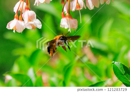 It is misunderstood as ferocious because of its loud body and wings, but it is surprisingly mild-mannered bee. 121283729