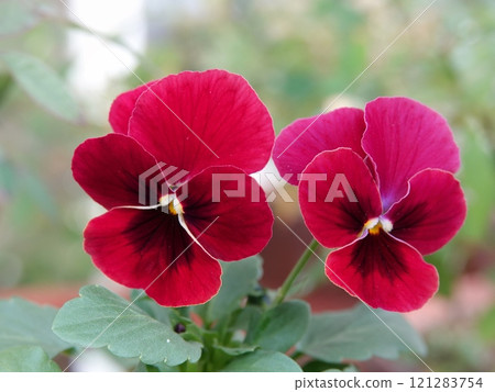 Wine red viola 121283754