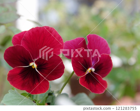 酒紅色中提琴 酒紅色中提琴 121283755