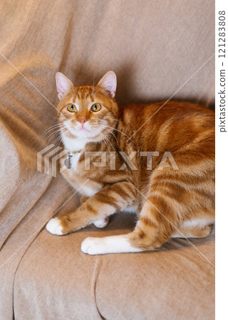 Red cute cat is laying on couch Red cute cat is laying on couch 121283808