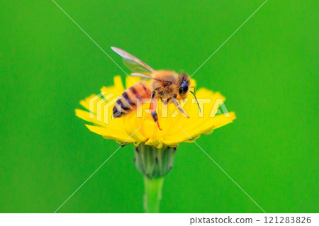 Yellow dandelions are a familiar spring wildflower 121283826