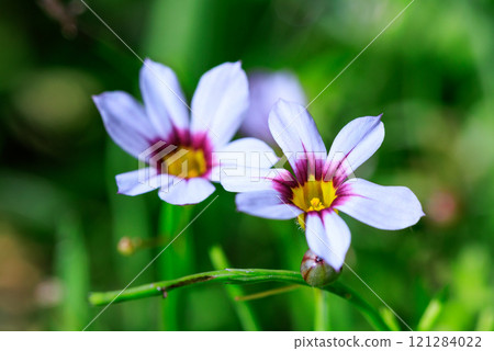 Sisyrinchium酒渣鼻，在草坪和草地上開出漂亮的白色和紅色紫色花朵 121284022