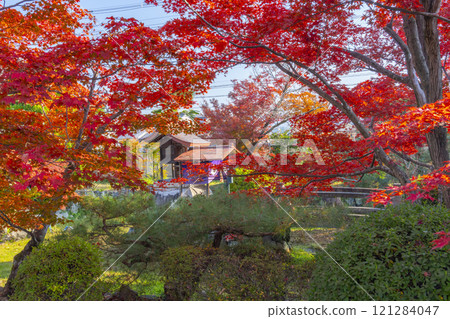 秋天的京都，新光院，弁財天神社被秋葉覆蓋 121284047