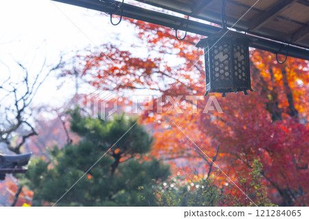 京都的秋天，新光院，被紅葉包圍的茶室“蓮月庵” 121284065