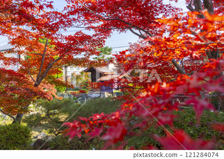 Autumn in Kyoto: Shinko-in Temple, Benzaiten Shrine surrounded by autumn leaves 121284074