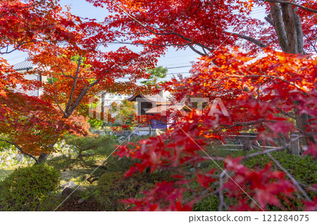 Autumn in Kyoto: Shinko-in Temple, Benzaiten Shrine surrounded by autumn leaves 121284075
