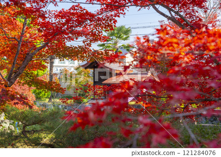 秋天的京都，新光院，弁財天神社被秋葉覆蓋 121284076