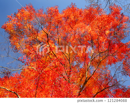 Autumn leaves at Todoroki Valley, Tokyo Autumn leaves at Todoroki Valley, Tokyo 121284088