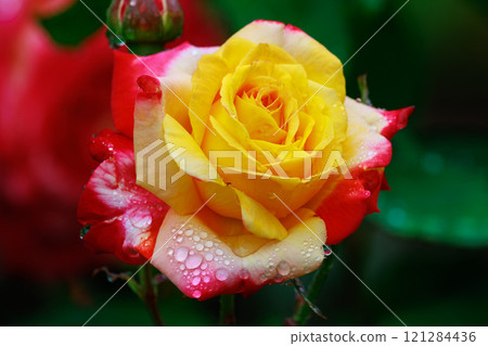 Roses are representative of ornamental plants and boast a wide variety of varieties. 121284436