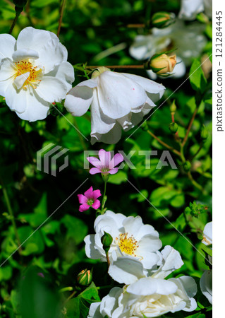 Roses are representative of ornamental plants and boast a wide variety of varieties. 121284445