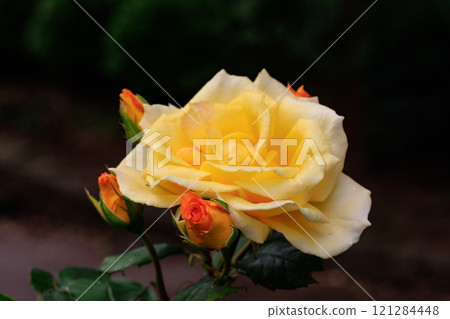 Roses are representative of ornamental plants and boast a wide variety of varieties. Roses are representative of ornamental plants and boast a wide variety of varieties. 121284448