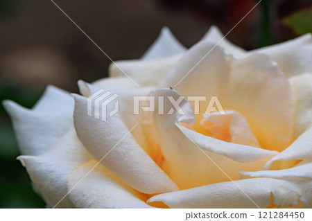 Roses are representative of ornamental plants and boast a wide variety of varieties. 121284450