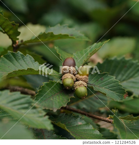 橡子是樹 橡子是樹 121284526